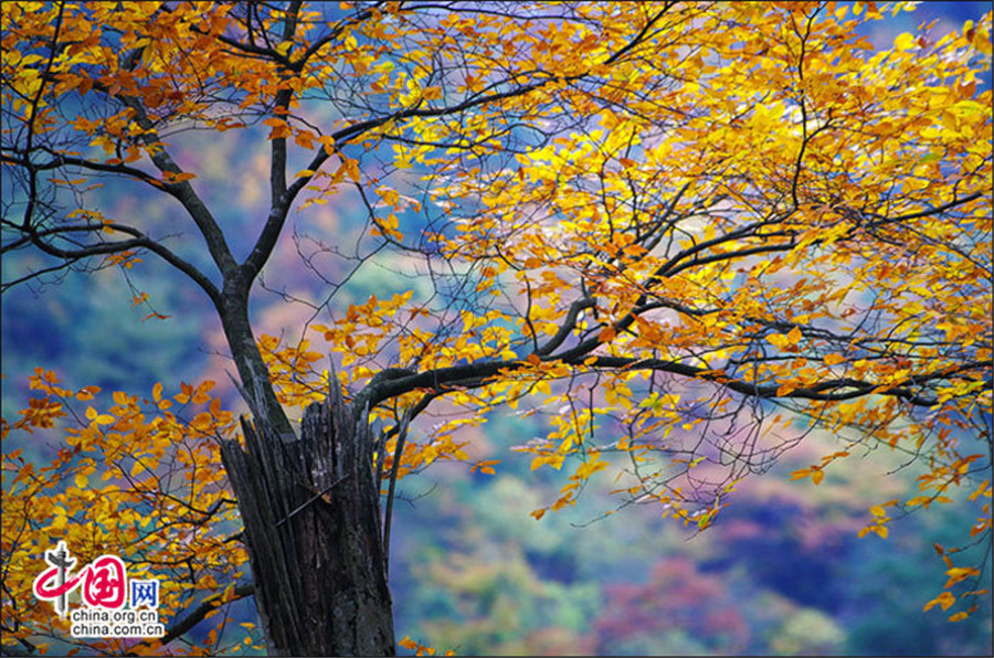 Autumn scenery of Guangwu Mountain in SW China