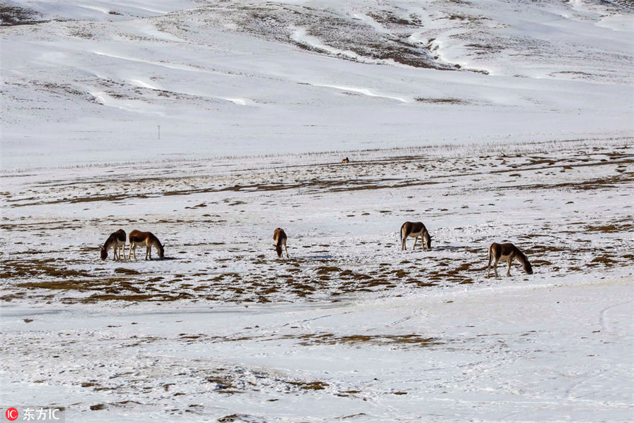 Exploring Sanjiangyuan National Park in wintertime