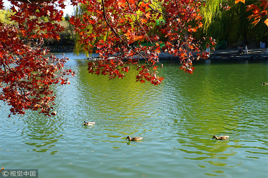 Charming campus scenery in Beijing