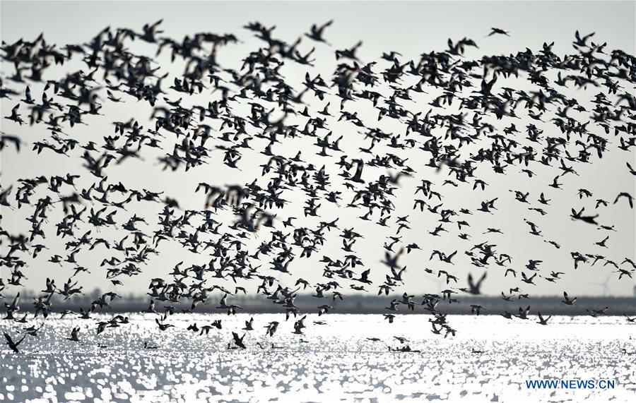 Thousands of migrant birds gather at wetland for rest in Tianjin