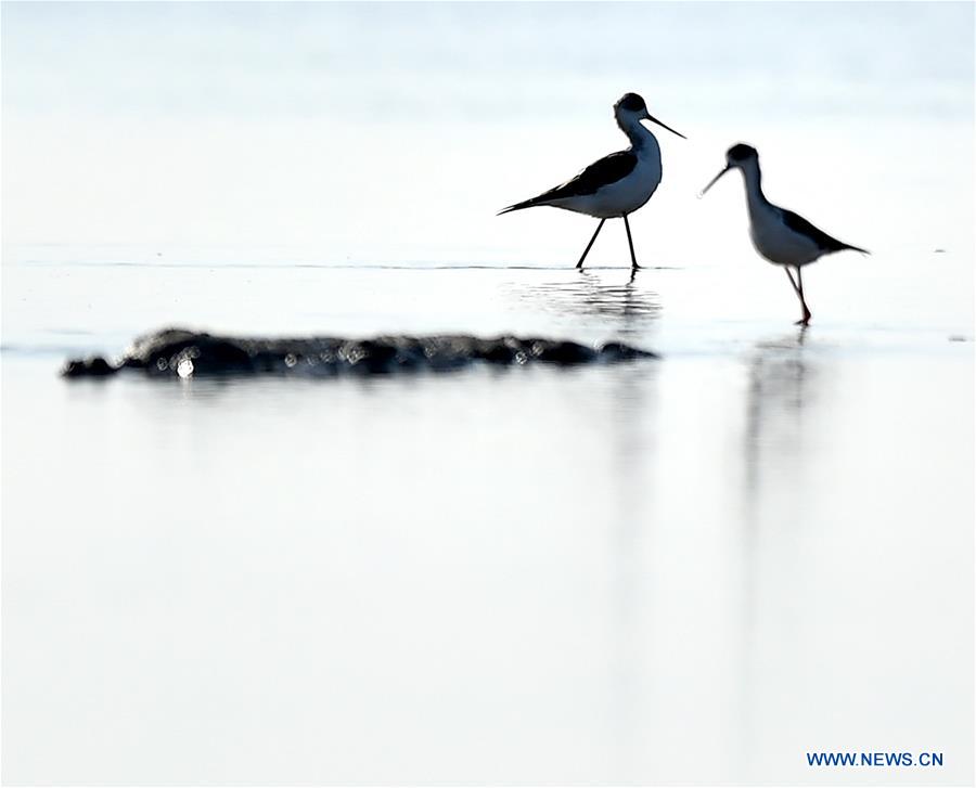 Thousands of migrant birds gather at wetland for rest in Tianjin