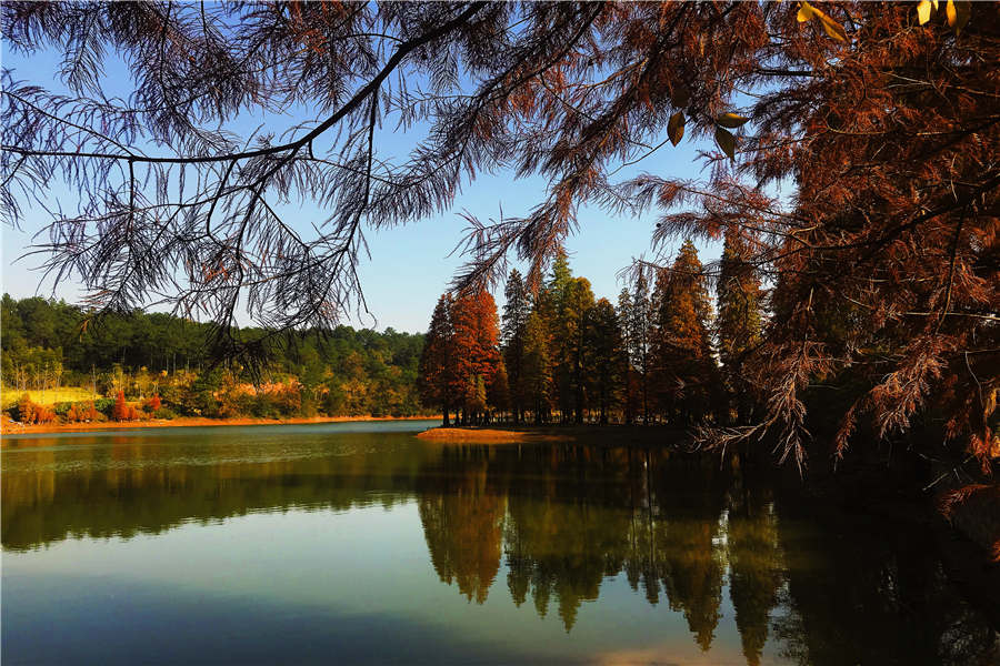 Pond cypresses in an E China's reservoir