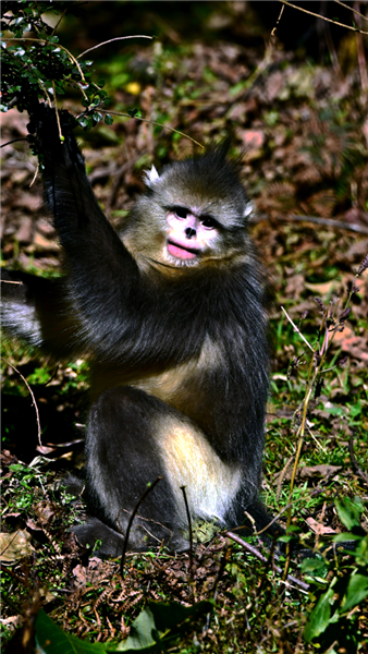 Yunnan animal preserve is a monkey kingdom