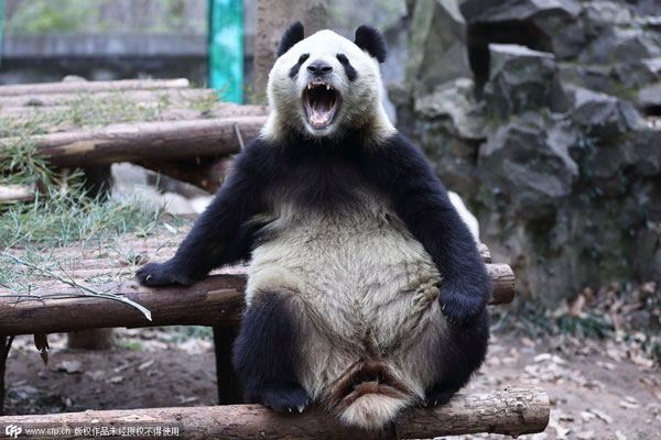 Tuckered out panda goes viral