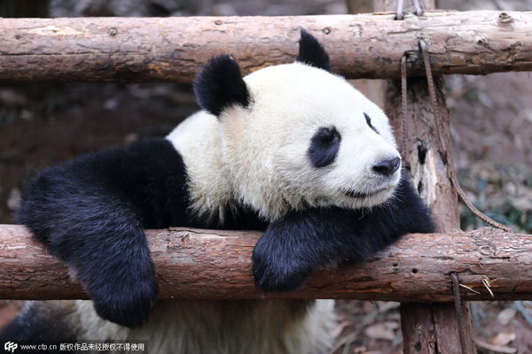 Tuckered out panda goes viral