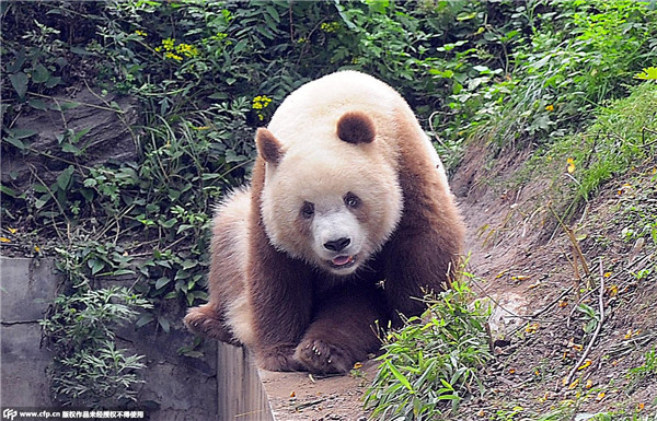 Rare brown panda grows up in NW China