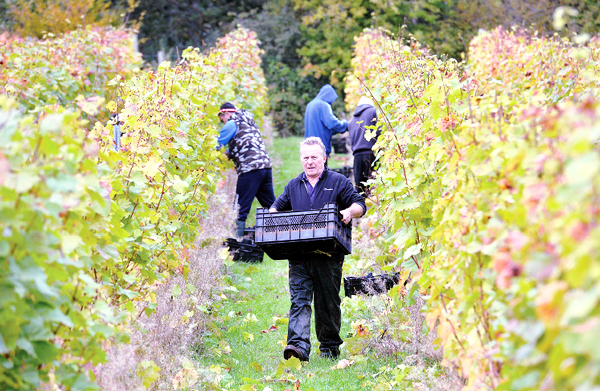 Climate change is good news for English wine