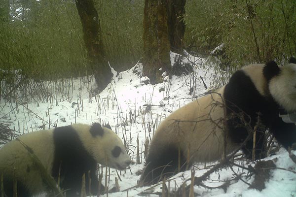 Pioneer pandas battle to survive new territory