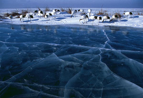 The festive ways of a wintry world