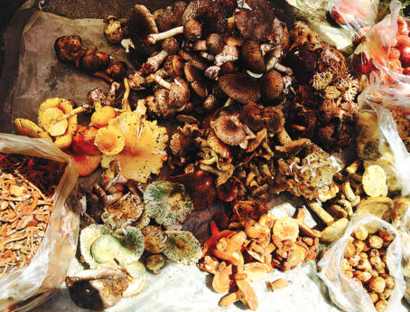 The mushrooming demand for mushrooms