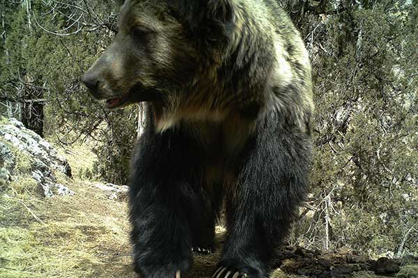 In search of the elusive snow leopard