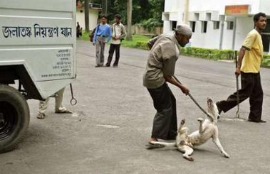 India state catches dogs as rabies kills thousands