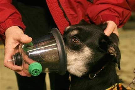 Firefighters carry doggie masks