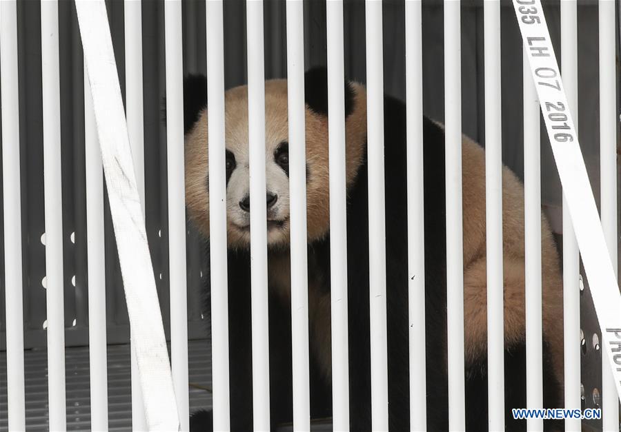 Two pandas arrive in Berlin from China