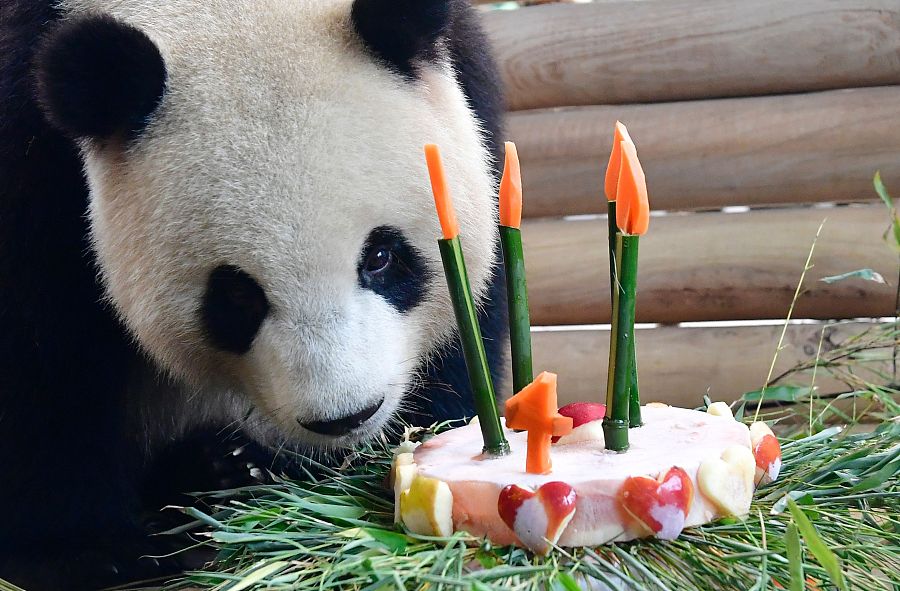 Chinese panda Meng Meng celebrates 4th birthday at Berlin zoo