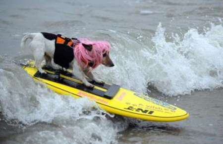 Brave surf dogs hit waves in California