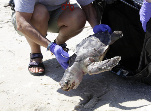 Florida fears for 'world's whitest beaches'