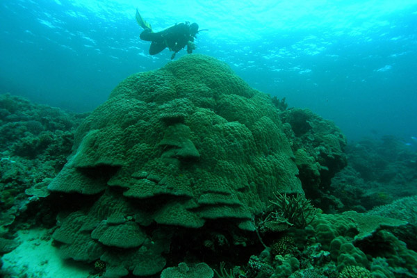 Divers inspect coral on the Great Barrier Reef