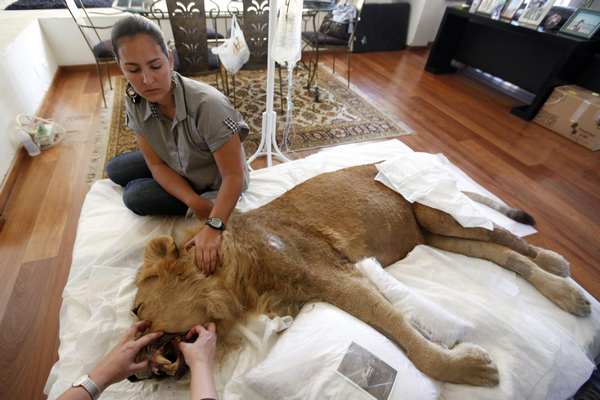 Paralyzed lion caught public attention online