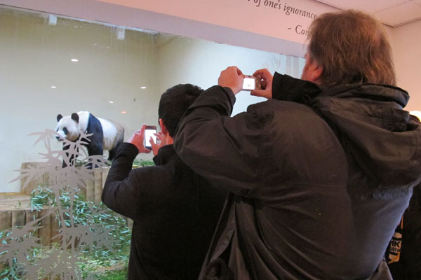 Opening of panda exhibit delights UK