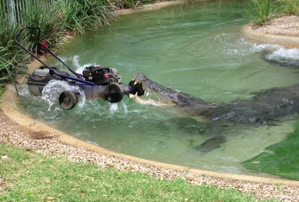 Crocodile attacks lawnmower in Sydney