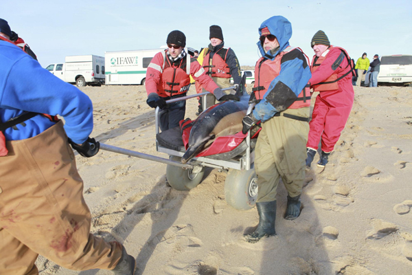 Hundreds of dolphins stranded on beach