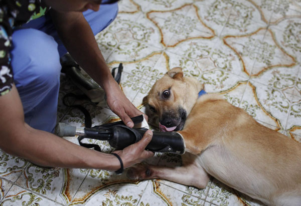 Dog receives prosthetic legs