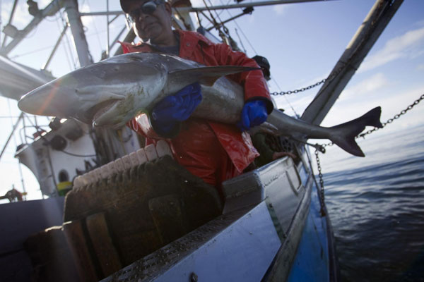 The business of shark fin soup in Canada