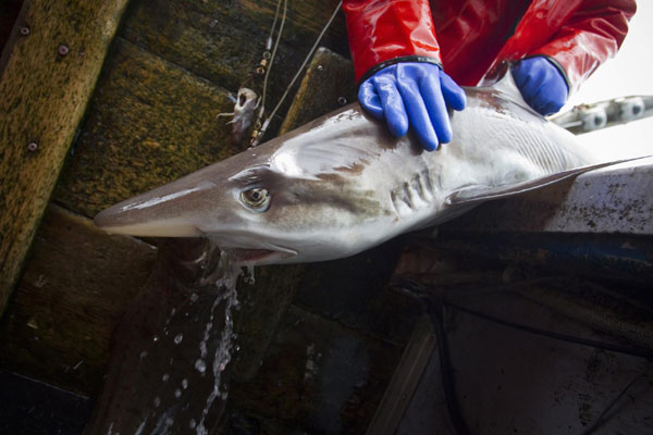 The business of shark fin soup in Canada