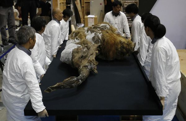 39,000-year-old mammoth found frozen in Siberia