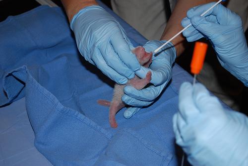 New born panda cub at Washington zoo doing fine