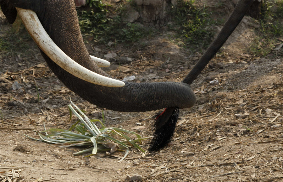 National Elephant Day in Thailand