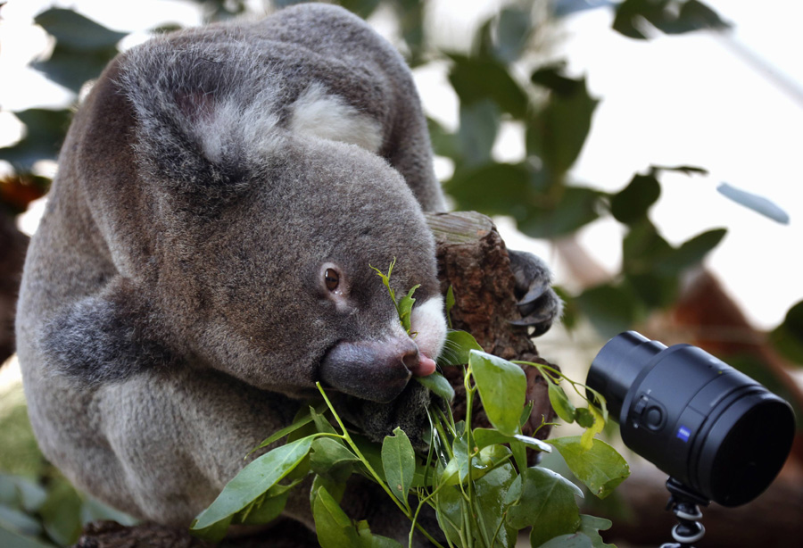 Koala selfie