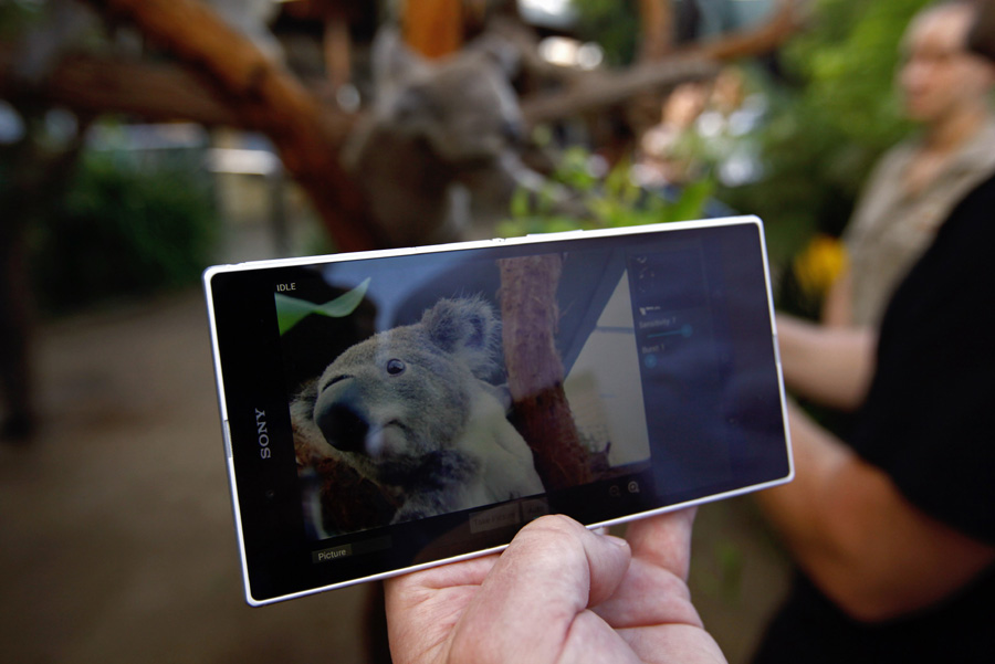 Koala selfie