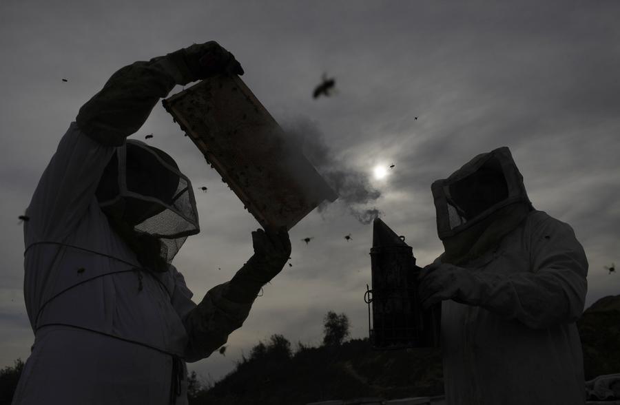 Palestinian beekeepers harvest honey in Gaza Strip