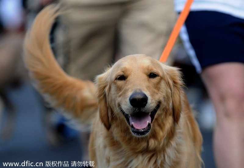 Runners and their 4-legged friends race in New York