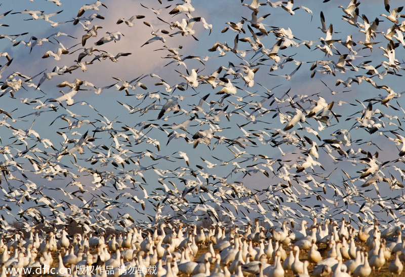 Geese and swans in migration