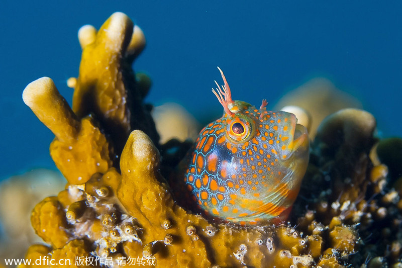 Underwater photo contest captures beauty of the deep