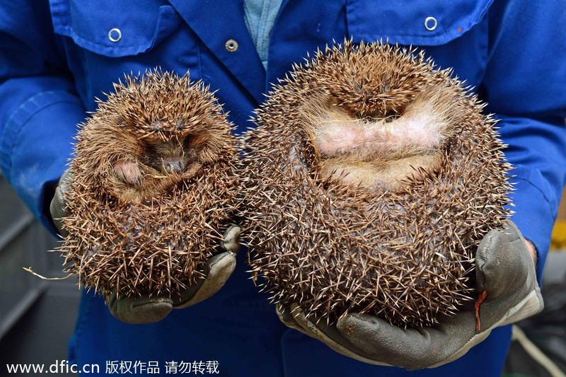 Scotland's fattest hedgehog refuses to go back to nature