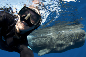 Beauty dives with sharks