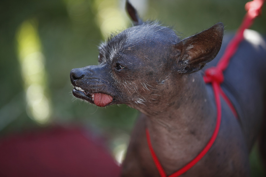 World's Ugliest Dog Contest