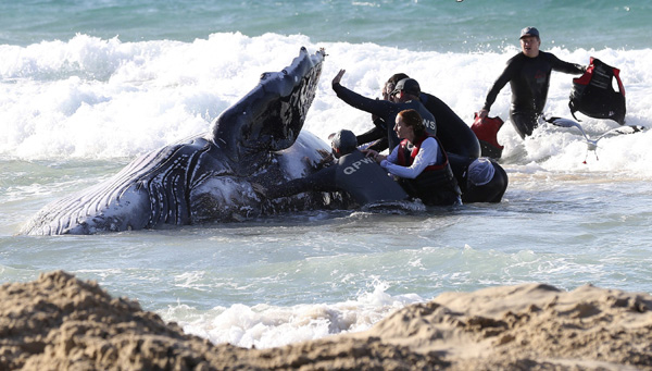 Whale stranded on Gold Coast