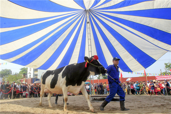 Miss Milk Cow beauty contest in Vietnam