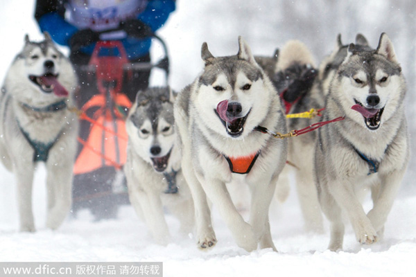 Dogs compete at the Siberean Cup