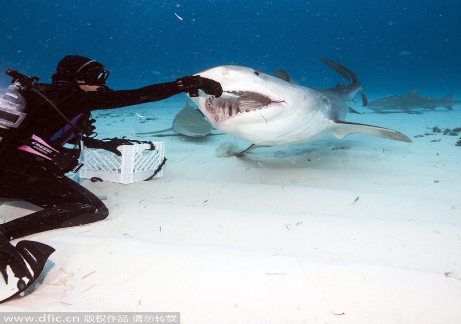 It reveals a lot when a shark grins