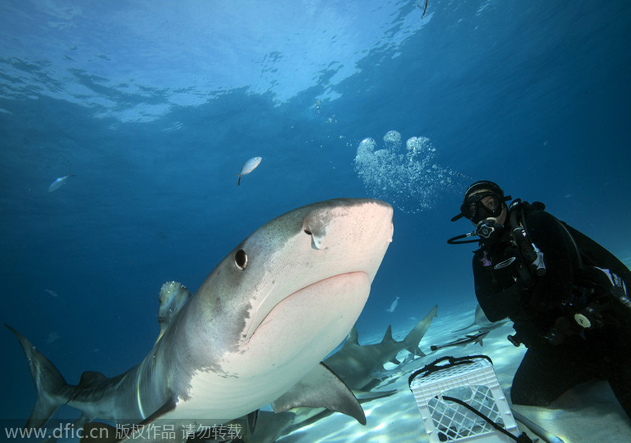 It reveals a lot when a shark grins