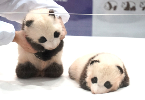 Giant panda twin cubs named in Japan