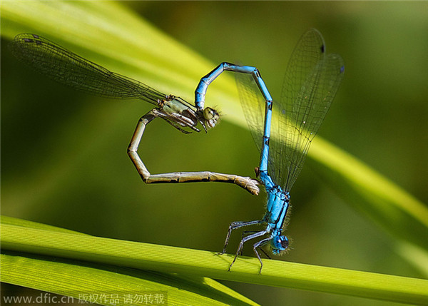 Natural love, hearts found in nature