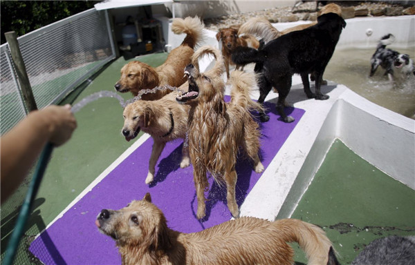 Dog Resort in Sao Paulo