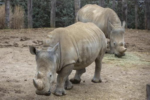 'Behind-the-scenes' visit at Paris Zoological Park